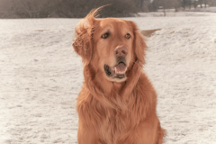 Moose-gigapixel-standard-scale-4_00x