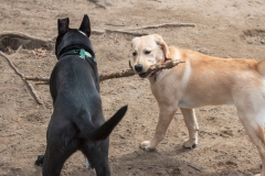 Hazy (on right) guarding her stick.