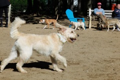 There's always another ball to chase for Nellie!