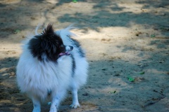 Would love to have a name for this sweet puffball.