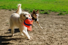 I don't think so! Nellie's pretty stingy with that ball!